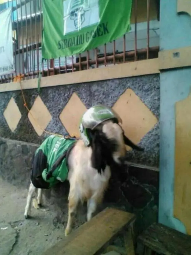 6 Kambing Pakai Helm Ini Curi Perhatian, Siap Diantar Ojek Online