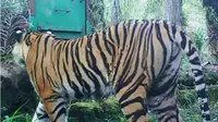 Harimau Sumatera. (Liputan6.com/M Syukur)