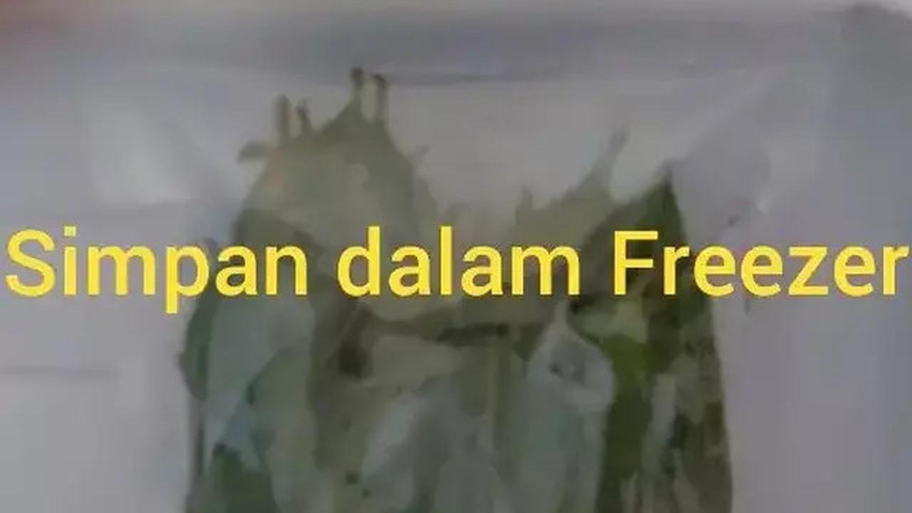 Cara Menyimpan Daun Salam Agar Tetap Segar, Awet, dan Sangat Praktis Dilakukan