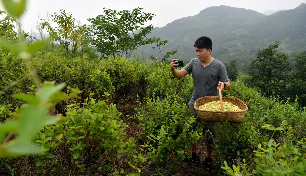 Penjual tanaman herbal membuat video promosi di ladang kamperfuli Jepang miliknya di Danfeng, Provinsi Shaanxi, China, 21 Juli 2020. Penjualan daring produk pertanian di wilayah itu mencatat kenaikan beberapa tahun terakhir berkat peningkatan infrastruktur e-commerce di pedesaan. (Xinhua/Liu Xiao)