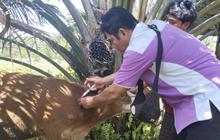 Tahukah Anda? Virus Jembrana Hanya Menyerang Sapi Bali, Dinas Pertanian Pasaman Perketat Pengawasan!