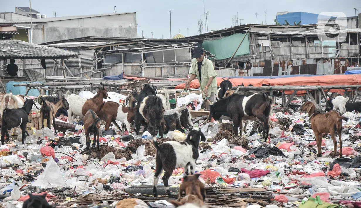 Warga membuang sampah di dekat kawanan kambing ternak di pesisir Cilincing, Jakarta Utara, Minggu (12/6/2022). Minimnya kesadaran peternak di kawasan tersebut menyebabkan kawanan kambing berburu makanan di tempat pembuangan sampah yang dapat membahayakan kesehatan hewan, terlebih akan dijual untuk kurban Idul Adha. (merdeka.com/Iqbal S. Nugroho)