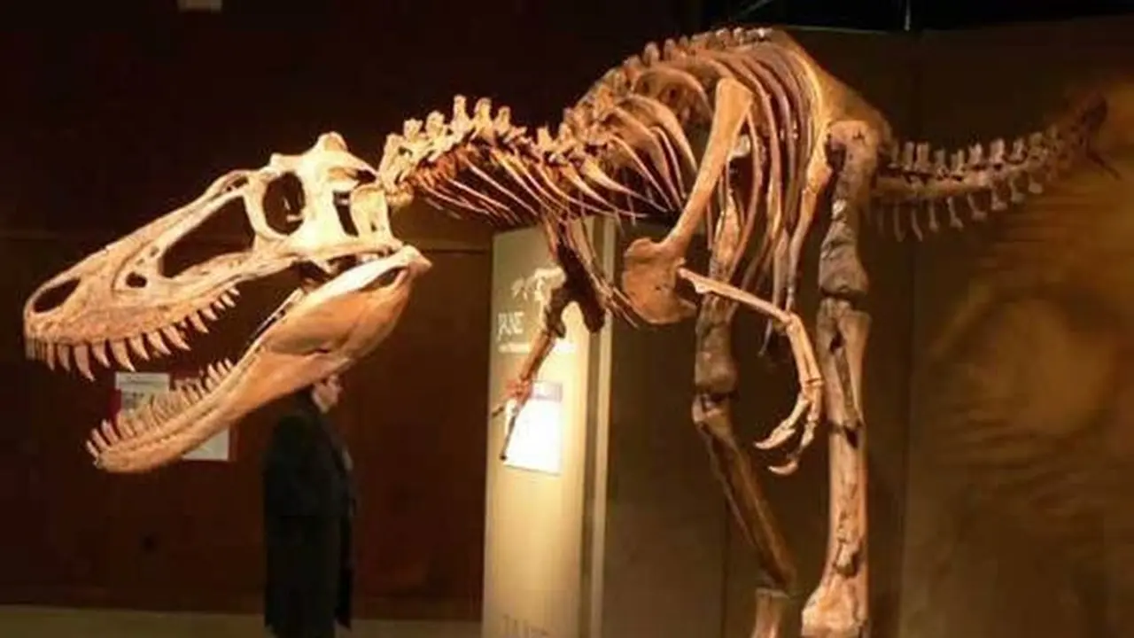 Penelitian Terbaru Nanotyrannus, Spesies Baru yang Berbeda dari Tyrannosaurus Kecil