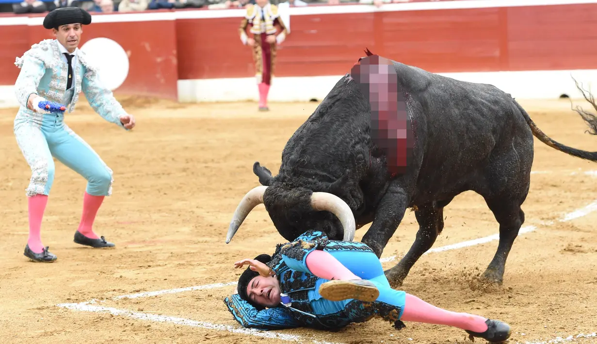 Seorang matador diseruduk banteng saat acara adu banteng di Mont-de-Marsan, Perancis pada 1 Oktober 2016. (AFP PHOTO / Mehdi Fedouach)