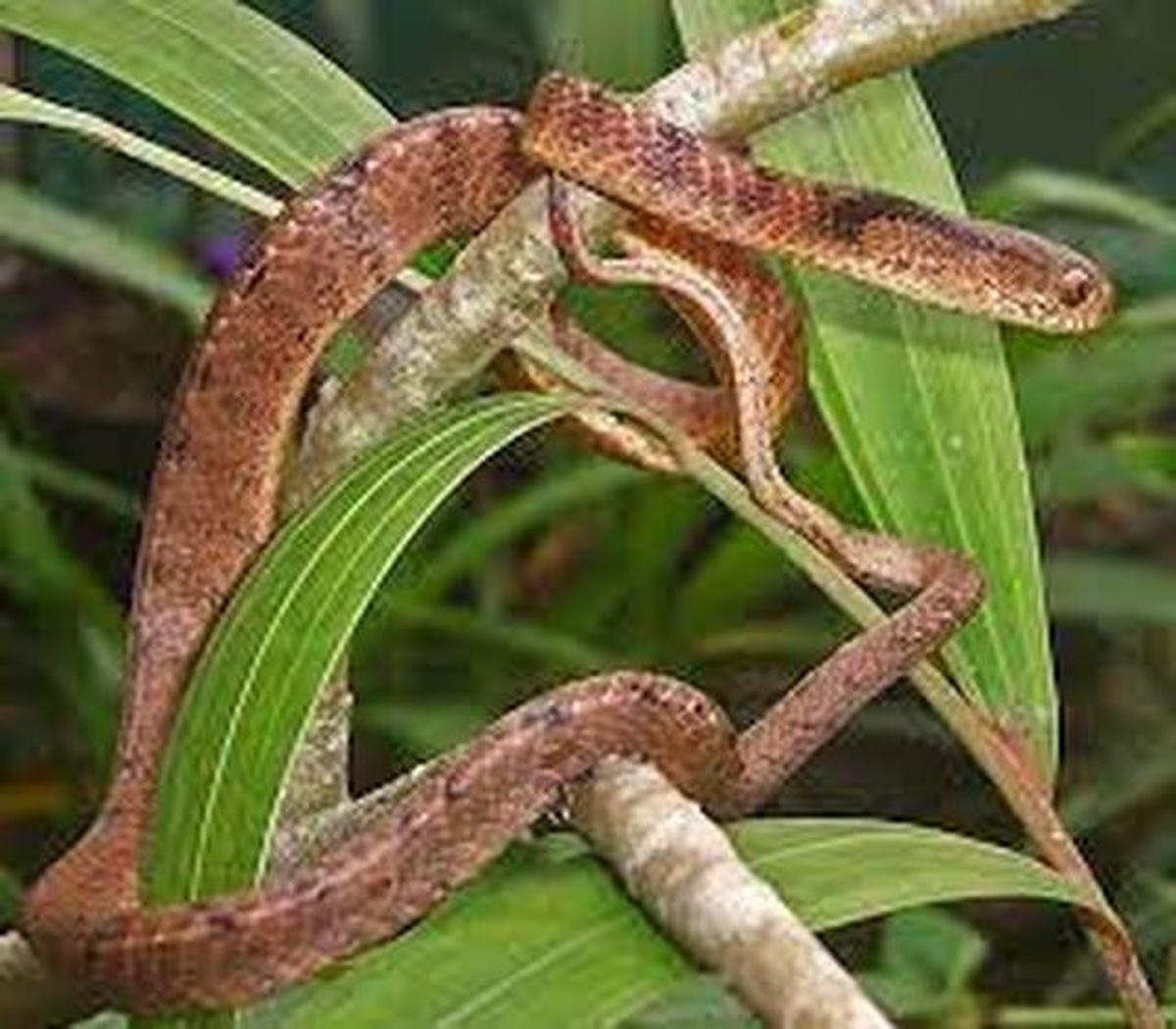 6 Ciri Ular Pemanjat Pohon yang Sering Muncul di Pekarangan, Ini Bedanya