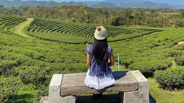 Gunung Doi Mae Salong di Thailand