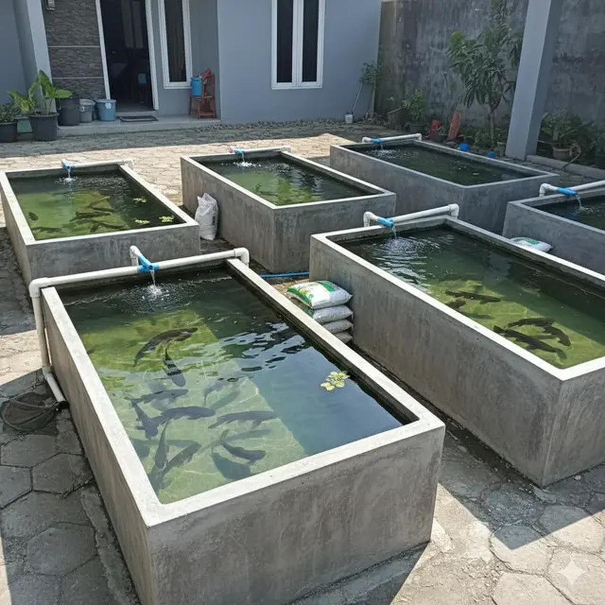 10 Jenis Ikan Air Tawar yang Cepat Besar untuk Konsumsi Keluarga, Cocok Dipelihara di Lahan Sempit