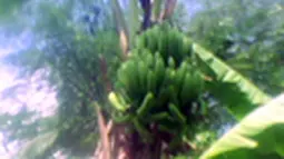 liputan6