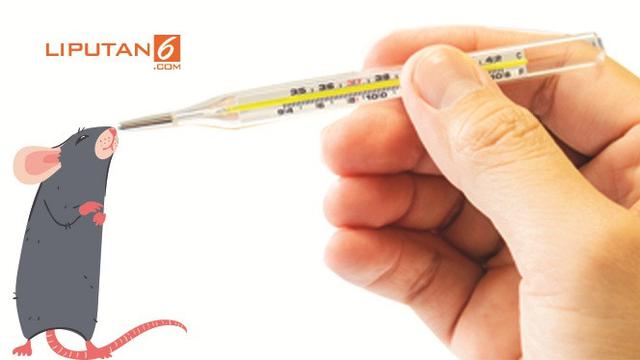 Headline Mewaspadai Jejak Kencing Tikus Penyebab Klb Leptospirosis Health Liputan6 Com