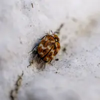 Ilustrasi potret kutu kasur (Foto: Freepik/freepik)