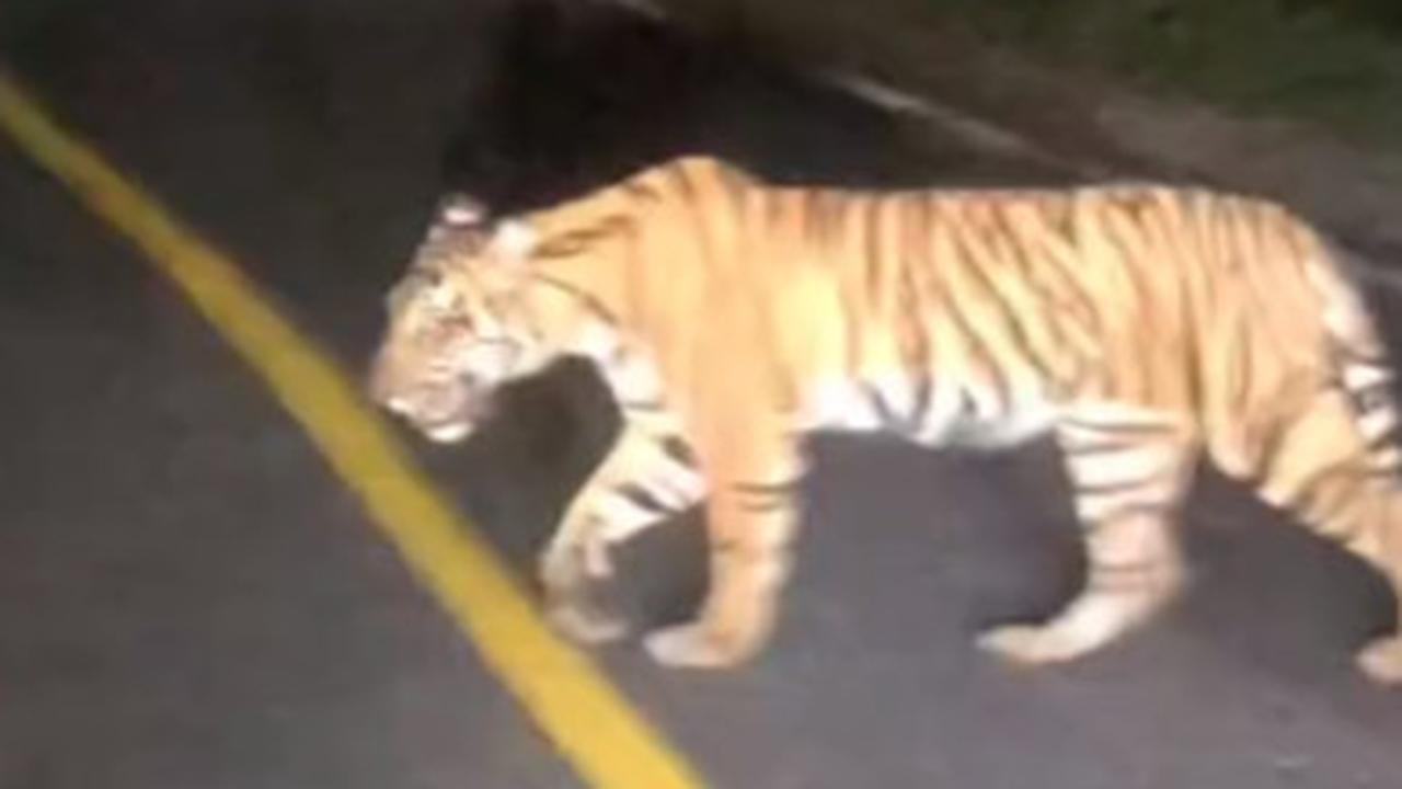 Viral Momen Pengendara Mobil Papasan dengan Harimau Sumatra di Jalan Raya, Warganet Ikut Deg-degan