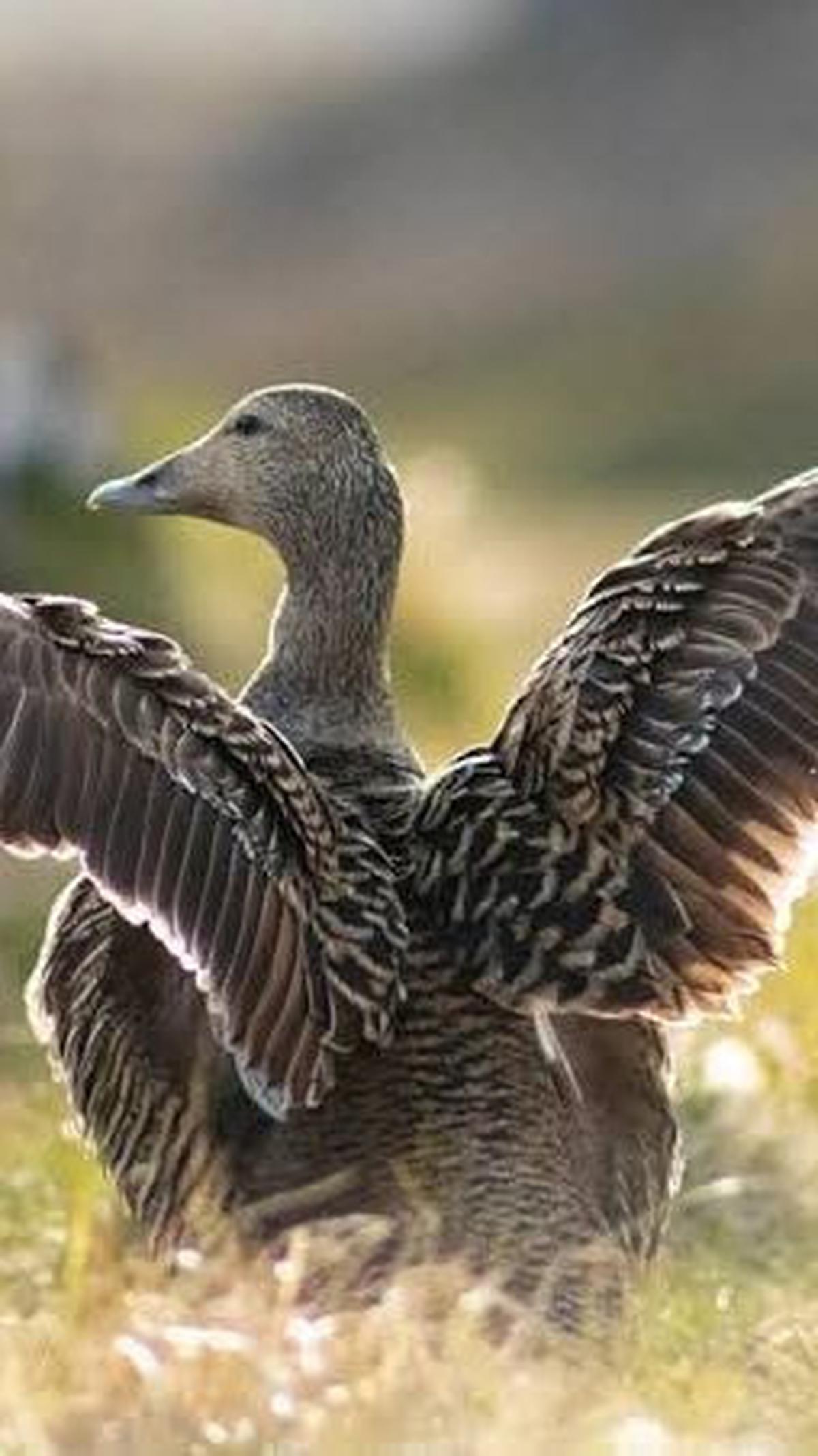Bulu Bebek Termahal di Dunia<br>