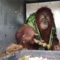 Pemindahan 4 individu orangutan sumatera dilakukan BBKSDA Sumut bersama Balai KSDA Aceh, dan YEL (Dokumentasi BBKSDA Sumut)