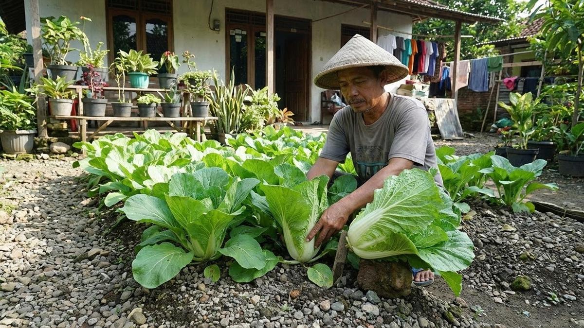 Cara Menanam Sawi di Tanah Berpasir dan Kerikil Agar Tetap Subur, Panen Sayur Melimpah