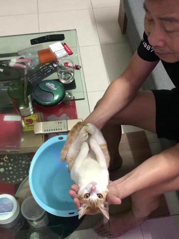Pria ajari anaknya cara memandikan bayi dengan kucing sebagai modelnya. Sumber: Facebook/Vinh Quang Phạm