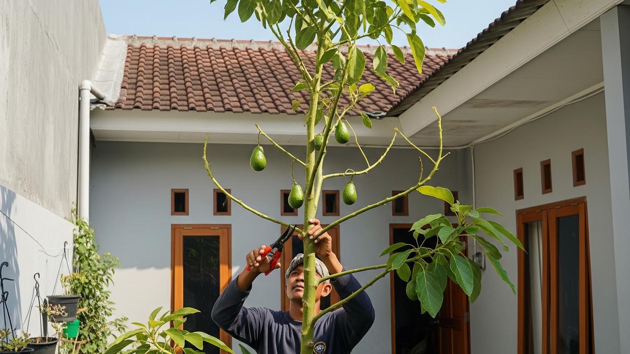 9 Cara Memangkas Pohon Alpukat agar Cepat Berbuah dan Tidak Menjulang