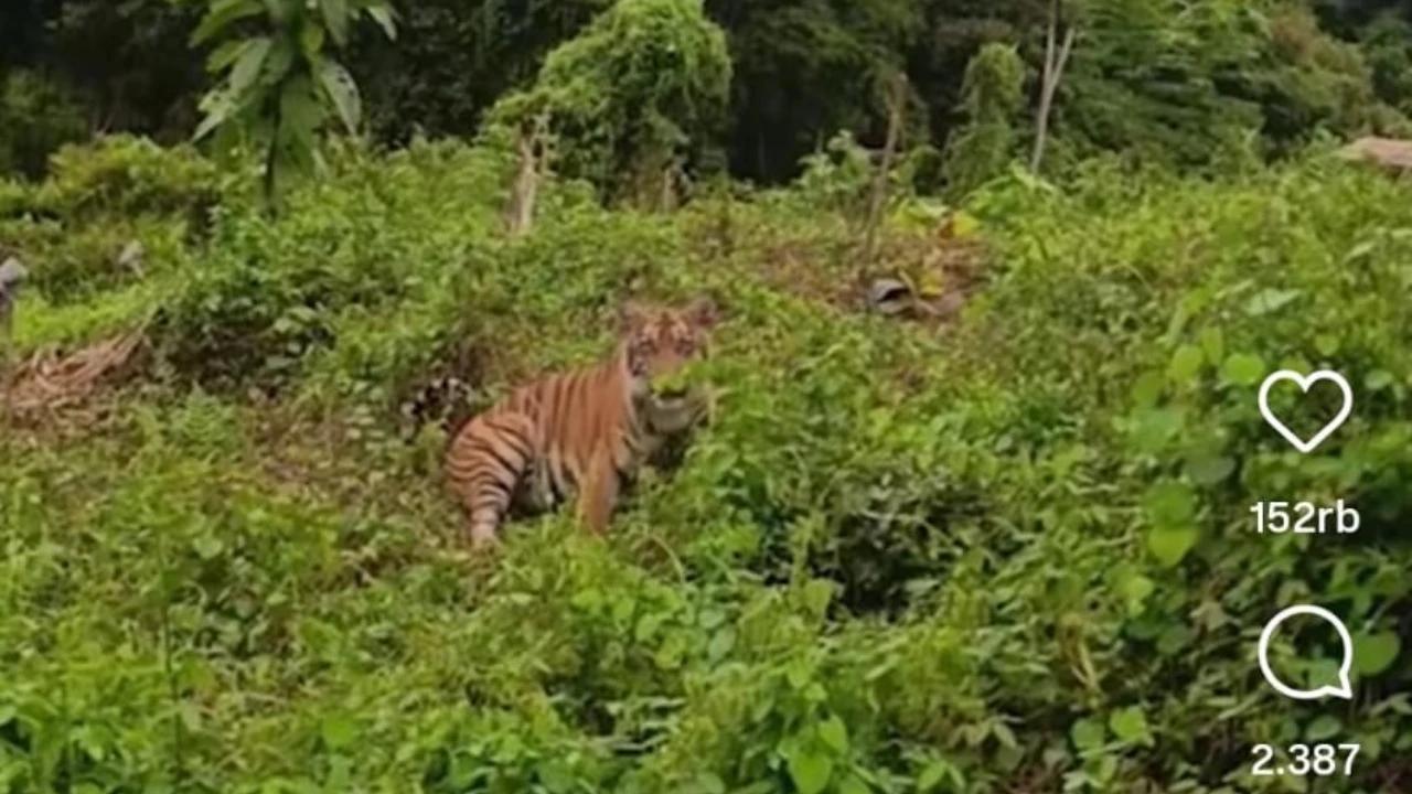 Bikin Deg-degan Sekaligus Lucu, Harimau Sumatera Hadang Pengendara di Gayo Lues Aceh