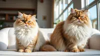 Perbedaan Bulu Kapas dan Long Hair pada Kucing, Ketahui Ciri dan Perawatannya