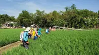 Gunakan Agens Hayati, Petani Bojonegoro Mampu Atasi Serangan WBC