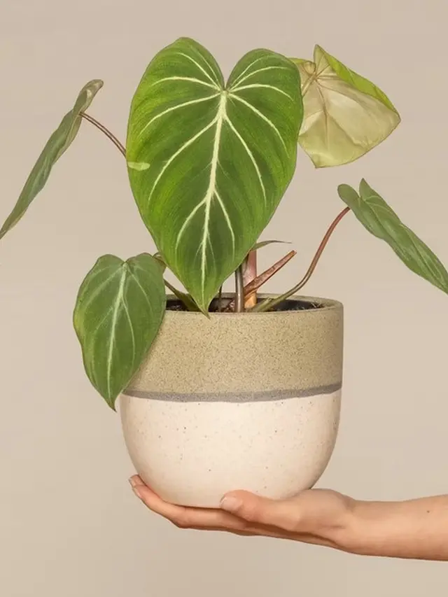Philodendron Gloriosum