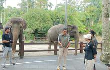 BKSDA Bali Pastikan Penghentian Gajah Tunggang di Mason Park Sesuai Regulasi