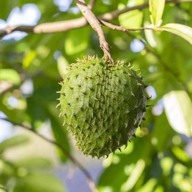 Manfaat Daun Sirsak Untuk Kesehatan Tubuh Lifestyle Fimela Com