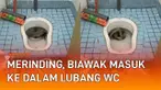 Video seekor biawak masuk ke dalam lubang WC mengundang perhatian