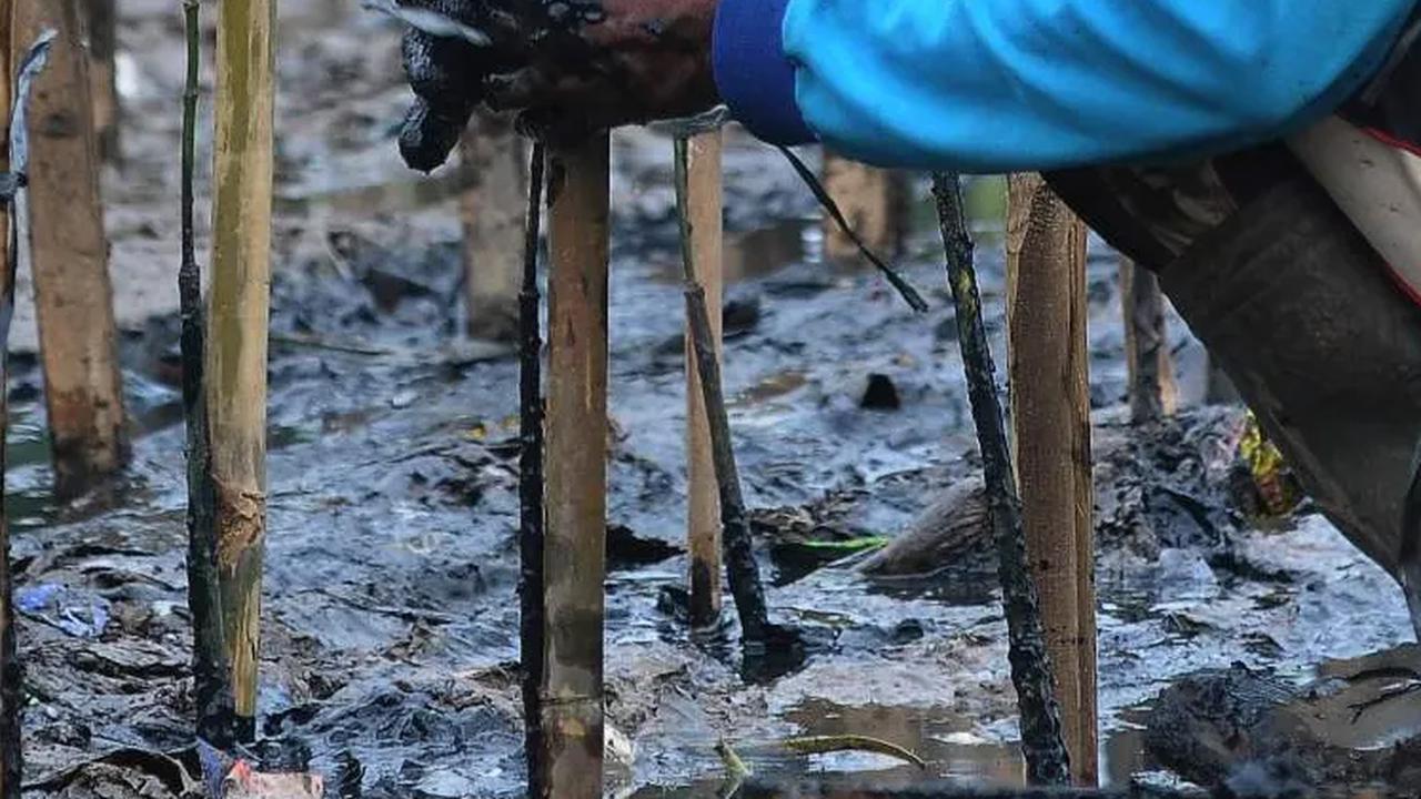 Mitigasi Dampak Perubahan Iklim, Patra Jasa Garap Program Pertamina Foundation di Pulau Bira
