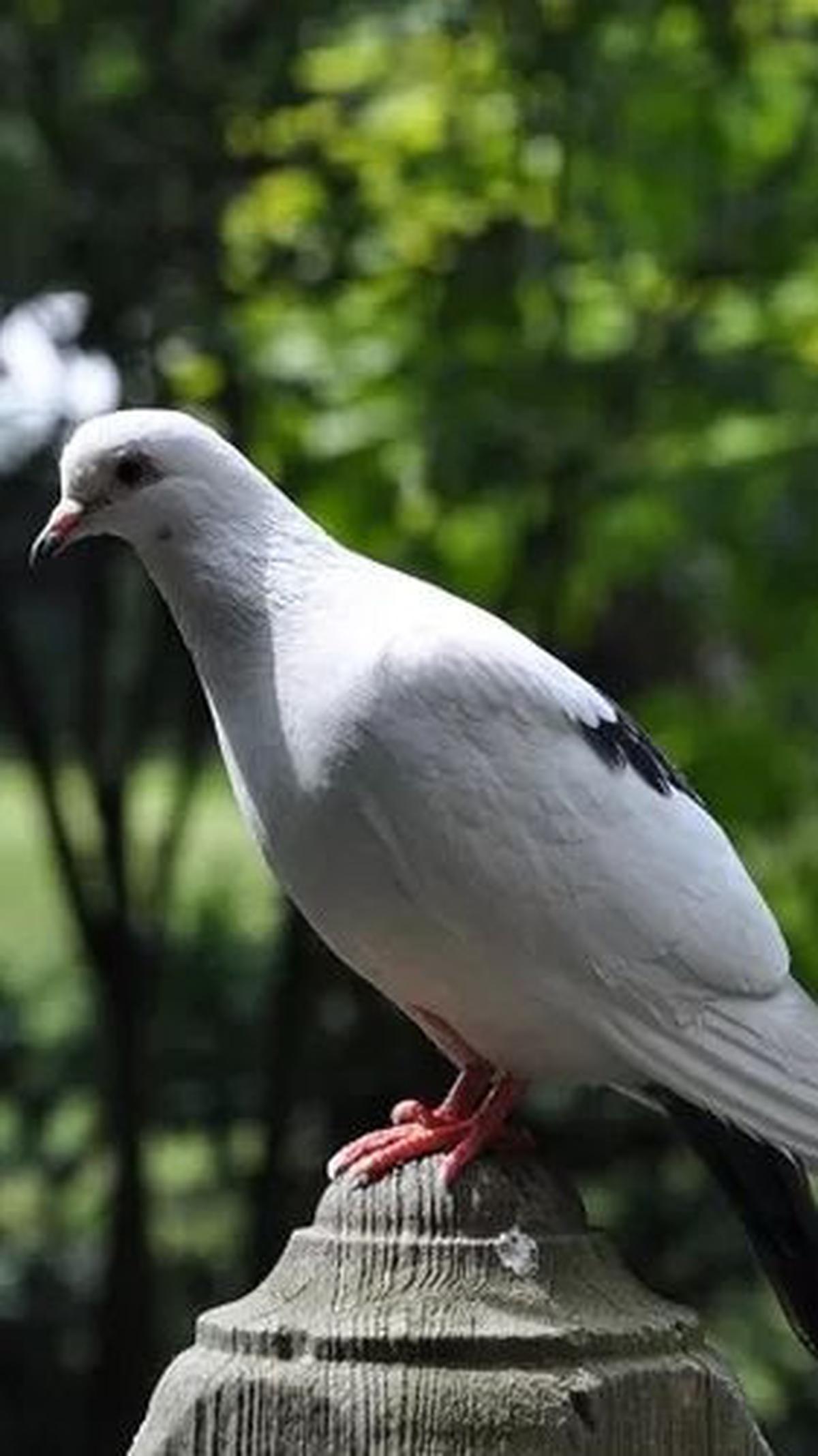 <b>Mengenal Burung Perkutut</b>