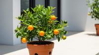 Jeruk Calamondin, Si Kecil Pembawa Keberuntungan. Foto: Gemini