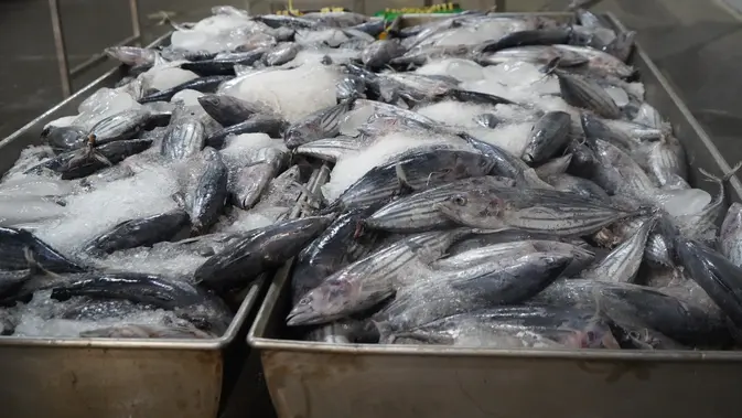 Mengenal Katsuobushi, Ikan Olahan Terkeras di Dunia