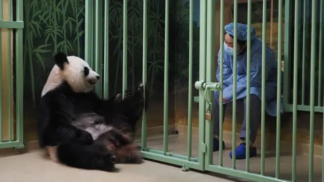 FOTO: Panda China yang Dipinjamkan ke Prancis Lahirkan Anak Kembar
