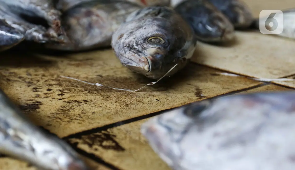 Pekerja membersihkan ikan cakalang sebelum dijual ke pasar di Rumah Produksi Ikan Cakalang, Jagakarsa, Jakarta, Sabtu (19/11/2022). Kementerian Kelautan dan Perikanan (KKP) mengajak masyarakat untuk mengkonsumsi olahan ikan asli Indonesia yang komposisi gizinya tidak kalah dengan ikan impor dan harga yang lebih terjangkau. (Liputan6.com/Herman Zakharia)
