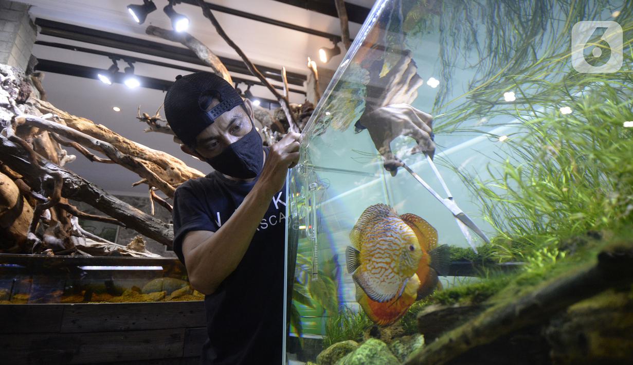Foto Pandemi Bisnis Aquascape Meningkat 80 Persen Bisnis Liputan6 Com