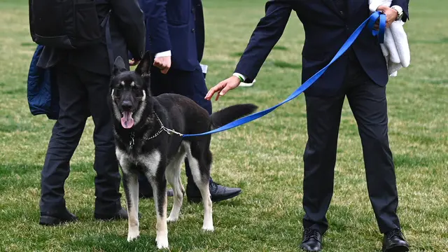 Major, Anjing Milik Joe Biden