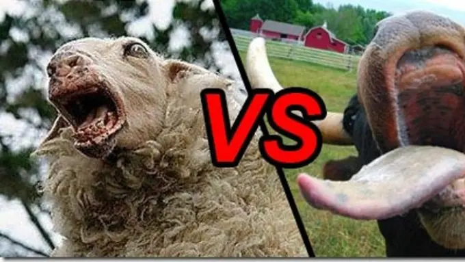 Aneh, Kambing Menang Saat Tarung Lawan Sapi