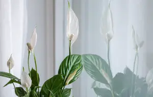 10 Tanaman Hias Penyerap Polusi, Bisa Bikin Ruangan Rumah Makin Segar dan Cantik