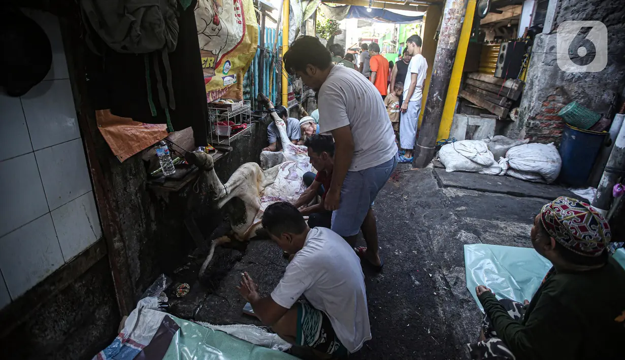 Warga memotong hewan kurban di kawasan Kramat Pulo Gang 18 RT 1 RW 8, Jakarta, Minggu (10/7/2022). Panitia Majelis Taklim Al Iman memotong tiga sapi untuk kemudian dibagikan kepada fakir miskin sebagai bentuk rasa syukur atas rizki dari Allah pada perayaan Hari Raya Idul Adha 1443 H. (Liputan6.com/Faizal Fanani)