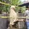 Siswi SD Mandailing Natal Ditemukan Tewas di Pohon, Isu Perundungan Mencuat