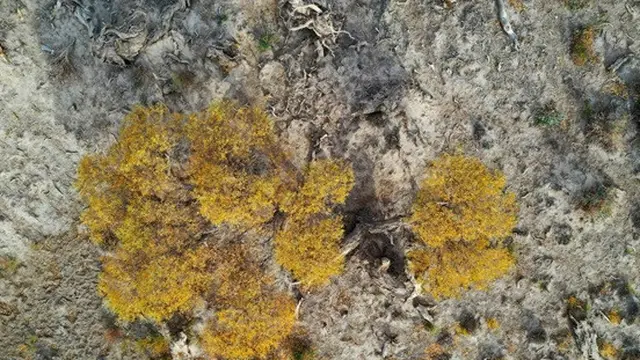 Populus euphratica