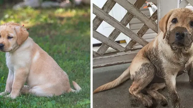 7 Potret Kocak Anjing Habis Bermain Lumpur, Gemes Banget