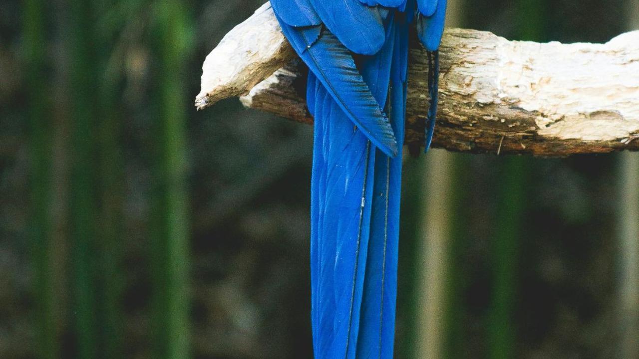 Jenis Burung Khas Indonesia, Ketahui Karakteristik dan Habitatnya