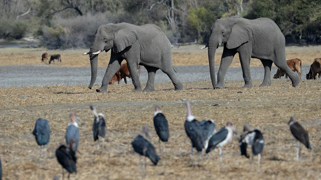 Gajah di Botswana