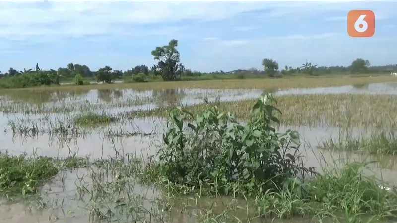 Sawah terendam banjir di Banyuwangi akibat banjir (Hermawan Arifianto/Liputan6.com )