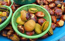 Tips Rahasia Membuat Jengkol Empuk dan Lezat