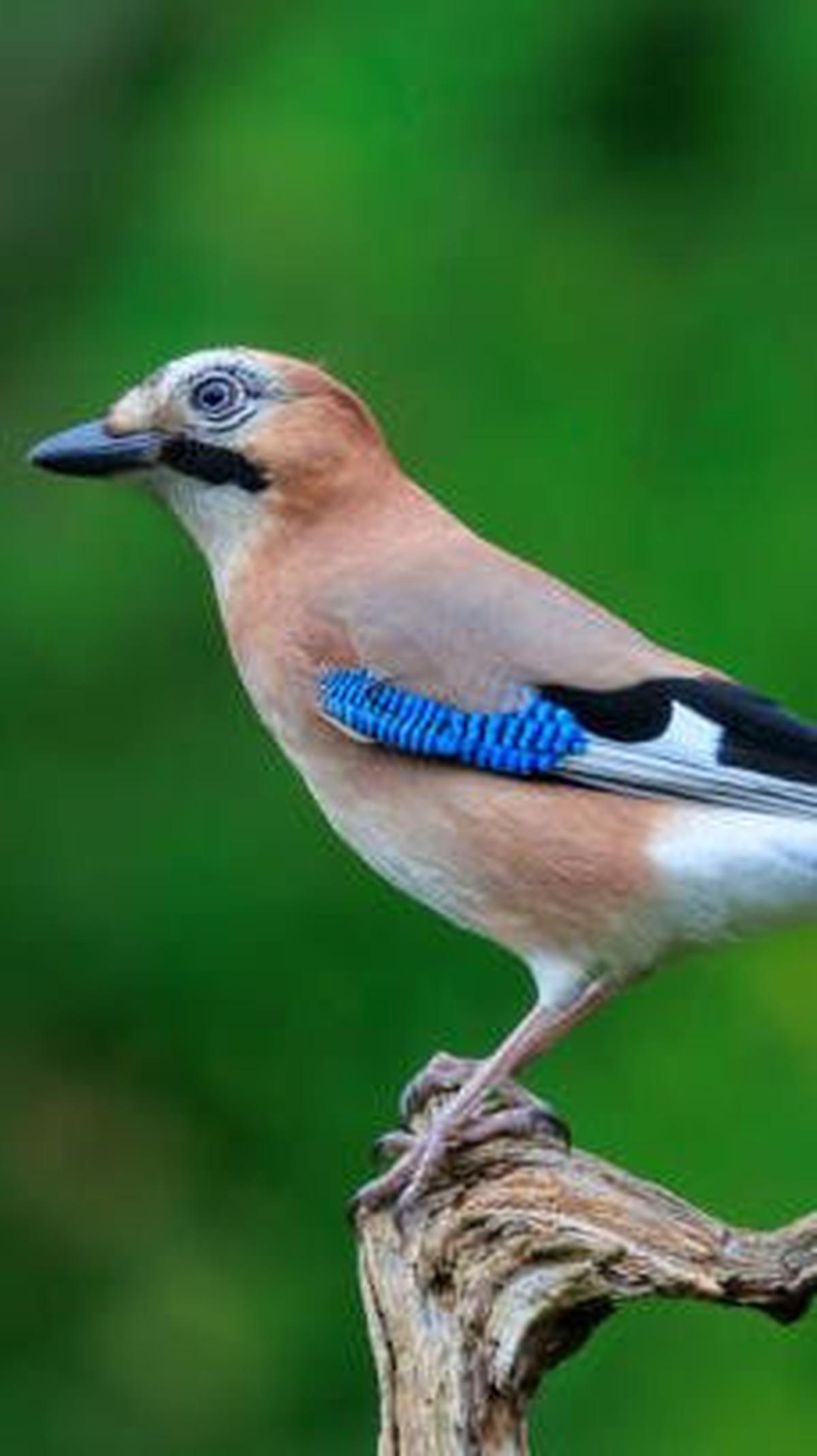 6. Jay Eurasia<br>