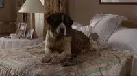 5 Best Comedy Movies About Lovely Pets You Must Watch