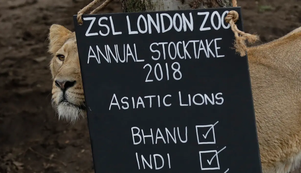 Seekor singa betina berdiri di samping papan penghitungan selama sensus hewan tahunan di London Zoo, 7 Februari 2018. Penghitungan semua binatang ini memerlukan waktu sekitar seminggu dan merupakan persyaratan untuk izin kebun binatang. (AP/Matt Dunham)
