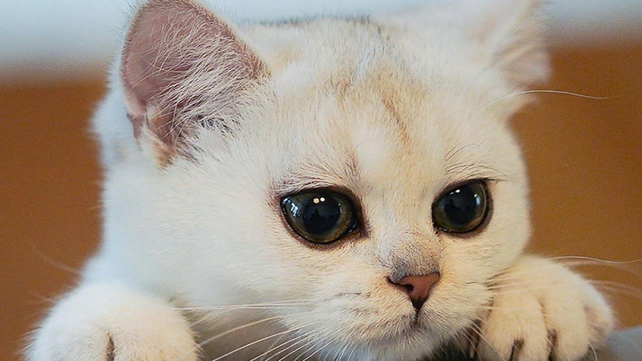 Jenis Makanan Anak Kucing Baru Lahir, Berikan Ini