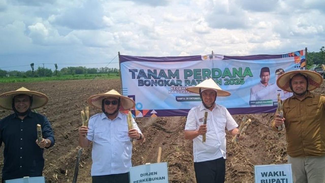 Fakta Unik: Magetan Tanam Perdana Tebu Bongkar Ratoon, Dorong Percepatan Swasembada Gula Nasional 2026